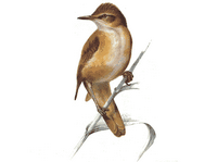 Rousserolle turdoïde. Cliquer pour agrandir l'image.