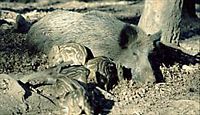 Sanglier. Cliquer pour agrandir l'image.