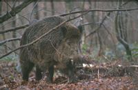 Sanglier. Adulte. Cliquer pour agrandir l'image.
