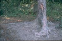 Sanglier. Frottis de sanglier. Cliquer pour agrandir l'image.