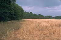 Sanglier. Dégâts du sanglier dans un champ de blé. Cliquer pour agrandir l'image.