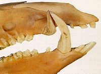 Sanglier. Denture du mâle de sanglier. Cliquer pour agrandir l'image.