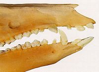 Sanglier. Denture de la femelle du sanglier. Cliquer pour agrandir l'image.