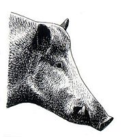 Sanglier. Tête en été. Cliquer pour agrandir l'image.