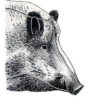 Sanglier. Tête en hiver. Cliquer pour agrandir l'image.