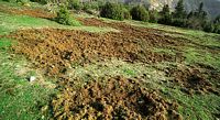 Sanglier. Boutis (labourage) de sanglier. Cliquer pour agrandir l'image.