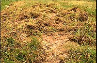 Sanglier. Vermillis du sanglier. Cliquer pour agrandir l'image.