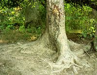 Sanglier. Frottis de sanglier. Cliquer pour agrandir l'image.