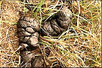 Sanglier. Laissées de sanglier. Cliquer pour agrandir l'image.