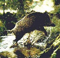 Sanglier. Cliquer pour agrandir l'image.