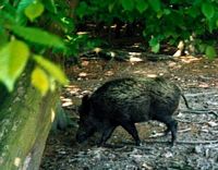 Sanglier. Cliquer pour agrandir l'image.