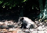Sanglier. Bain de boue du sanglier. Cliquer pour agrandir l'image.