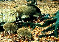 Sanglier. Laie et marcassins. Cliquer pour agrandir l'image.