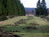 Sanglier. Dégâts du sanglier sur une allée de randonnée. Cliquer pour agrandir l'image.