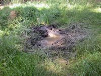 Sanglier. Bain de boue du sanglier. Cliquer pour agrandir l'image.