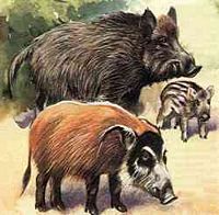 Sanglier. Aquarelle. Cliquer pour agrandir l'image.