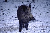 Sanglier. En hiver. Cliquer pour agrandir l'image.