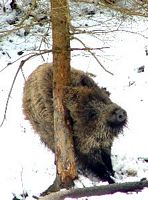Sanglier. Frottage. Cliquer pour agrandir l'image.
