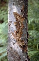 Sanglier. Écorçage de sapin. Cliquer pour agrandir l'image.