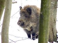 Sanglier. Jeune. Cliquer pour agrandir l'image.