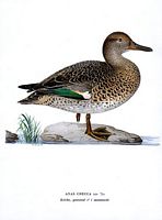 Sarcelle d'hiver. Planche d'identification von Wright. Cliquer pour agrandir l'image.