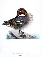 Sarcelle d'hiver. Planche d'identification von Wright. Cliquer pour agrandir l'image.