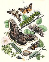 Saturnidés. Planche. Cliquer pour agrandir l'image.
