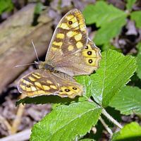 Satyre et mégère. Cliquer pour agrandir l'image.