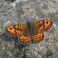 Satyre et mégère. Cliquer pour agrandir l'image.