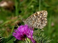 Satyre et mégère. Cliquer pour agrandir l'image.