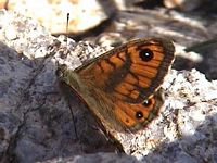 Satyre et mégère. Ssp paramegera. Cliquer pour agrandir l'image.