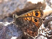 Satyre et mégère. Ssp paramegera. Cliquer pour agrandir l'image.