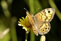 Satyre et mégère. Megere. Cliquer pour agrandir l'image.