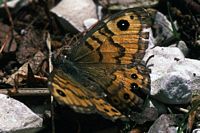 Satyre et mégère. Cliquer pour agrandir l'image.