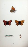 Satyre et mégère. Planche d'identification Morris. Cliquer pour agrandir l'image.