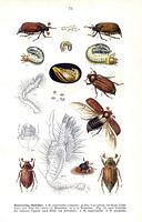 Scarabeidés. Planche d'identification reitter 075. Cliquer pour agrandir l'image.