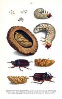 Scarabeidés. Planche d'identification reitter 076. Cliquer pour agrandir l'image.
