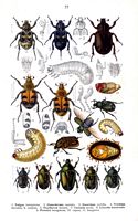 Scarabeidés. Planche d'identification reitter 077. Cliquer pour agrandir l'image.