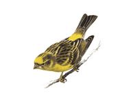 Serin cini. Cliquer pour agrandir l'image.