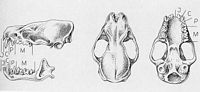 Sérotine commune. Dentition. Cliquer pour agrandir l'image.