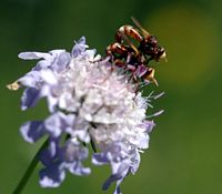 Sicus ferrugineus. Accouplement, Les Roches. Cliquer pour agrandir l'image.
