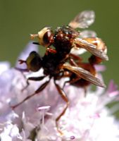 Sicus ferrugineus. Accouplement, Les Roches. Cliquer pour agrandir l'image.