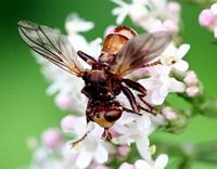 Sicus ferrugineus. Cliquer pour agrandir l'image.