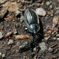 Silpha tristis. Avec charogne de fourmi, Cheires de Côme. Cliquer pour agrandir l'image.