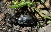 Silpha tristis. Avec charogne de fourmi, Cheires de Côme. Cliquer pour agrandir l'image.