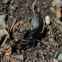 Silpha tristis. Avec charogne de fourmi, Cheires de Côme. Cliquer pour agrandir l'image.