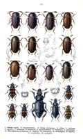 Silphidés. Planche d'identification reitter 061. Cliquer pour agrandir l'image.