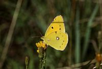 Souci. Mâle au repos. Cliquer pour agrandir l'image.