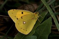 Souci. Mâle au repos. Cliquer pour agrandir l'image.