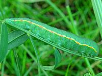 Chenille de souci adulte
